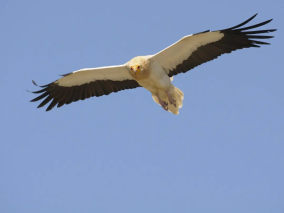 Alpilles Egyptian vulture in flight B.Berthemy