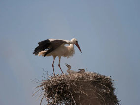 Boucles de la Seine Normande White stork with young G.Ranvier