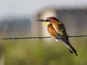 Camargue Bee eater R.Maillet