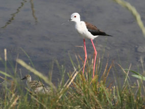 Camargue Black winged stilt with young E.Vialet