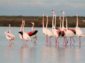 Camargue Flamingoes E.Vialet copy
