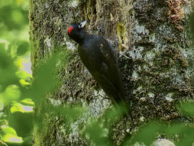 Foret d Orient Black woodpecker F.Croset