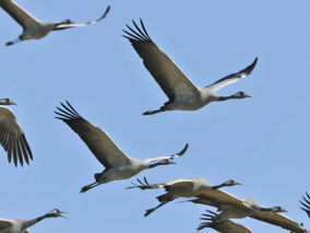 Foret d Orient Cranes in flight C.Tomasson