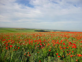 Foret d Orient Poppy fields at Dosches S.Gaillard